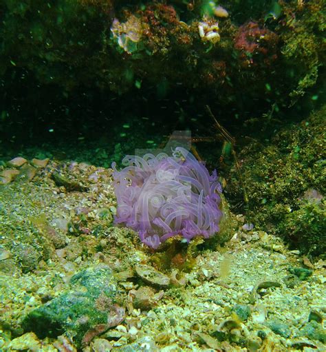Purple Sea Anemone By Bishopsteiner On Deviantart