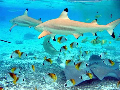 Bora Bora Eco Shark And Snorkeling Safari Getyourguide