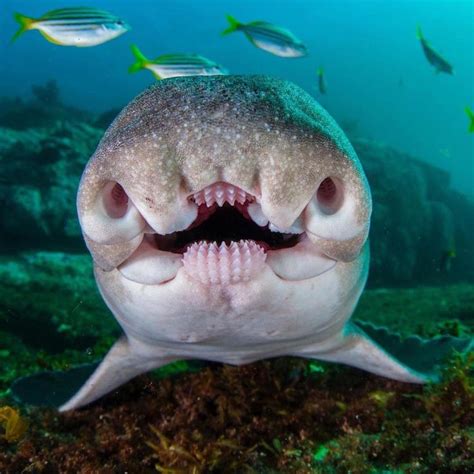 10 Creatures You Wont Believe Actually Exist Video Deep Sea