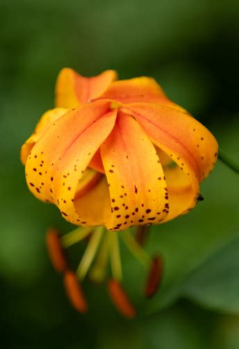 Petals Of Orange Tiger Lily Folded Stock Photo Download Image Now