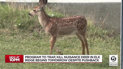 program to trap kill nuisance deer in elk ridge set to begin despite pushback youtube
