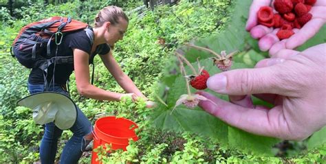 Foraging For Wild Edible Plants And Bartering With Free Forest Food