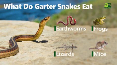 What Do Garter Snakes Eat 12 Foods In Their Diet Imp World
