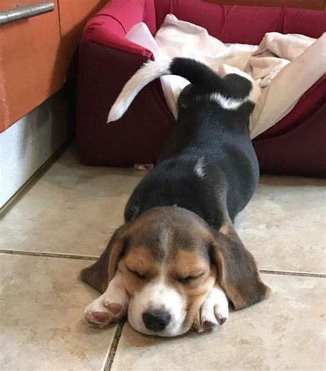 14 Funny Beagle Pictures That Will Cheer You Up Page 2 Of 4
