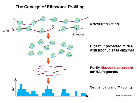 Ribosome Protein Factory Definition Function Structure And Biology