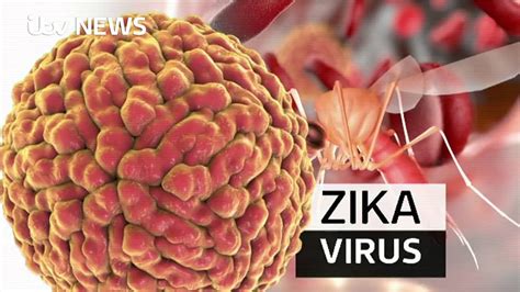 zika outbreak is now a global emergency youtube