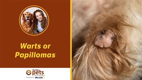 Warts Or Papillomas Symptoms And Treatments Natural Dog Wart Remover