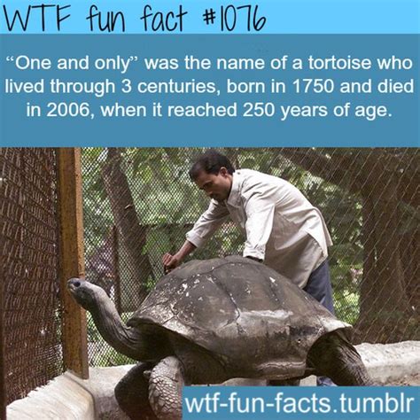 Wtf Fun Facts 45 Pics