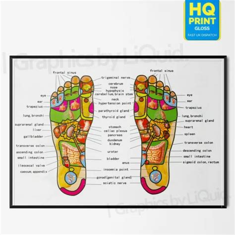 Foot Reflexology Colour Coded Organ Image Massage Anatomy Chart Poster Laminate 6 29 Picclick