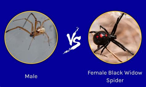 Male Vs Female Black Widow Spider Whats The Difference A Z Animals