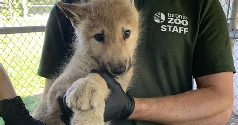 The Toronto Zoo Has Eight New Arctic Wolf Pups And People