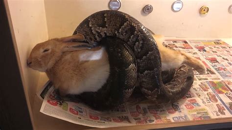 Serpente Che Mangia Un Coniglio - Snake eating a huge rabbit (GRAPHIC VIDEO) - YouTube
