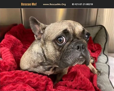 Adopt 21072100219 ~ French Bulldog Rescue ~ Moreno Valley Ca