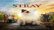 The Stray (2017) - Official Trailer - YouTube