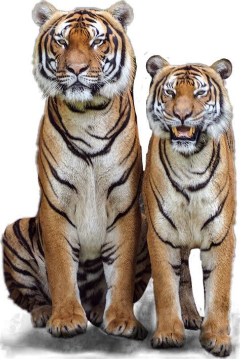 Freetoedit Tiger Tigers Couple Jungle Sticker By Jhyuri