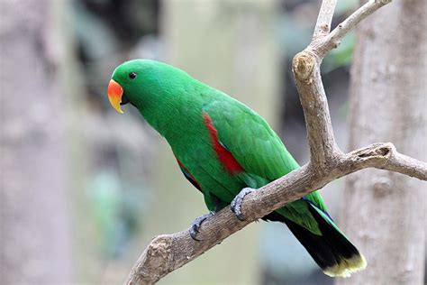 Eclectus Roratus Male Moluccan Eclectus Edelpapagei Flickr