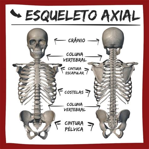 Sistema Esquelético Humano Esqueleto Axial Anatomia Dos Ossos