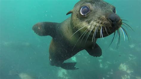 Snorkeling Con Le Foche A Hout Bay Cape Town Sud Africa Seal