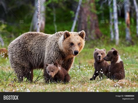 Brown Mother Bear Protecting Her Cubs In A Finnish Forest