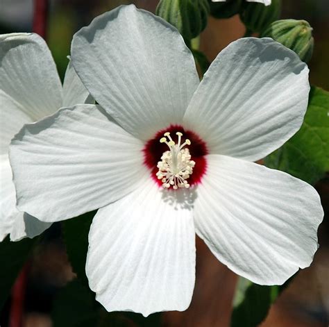 Flickriver Photoset Hibiscus Lasiocarpus California Hibiscus By