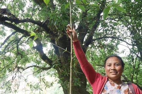 Grow 30000 Trees To Restore Indias Cloud Forest Globalgiving