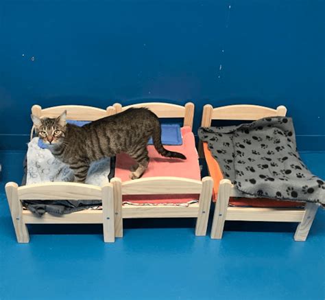 Ikea Donated Doll Beds To Shelter Cats Simplemost