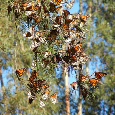 Monarch Butterfly Conservation Xerces Society