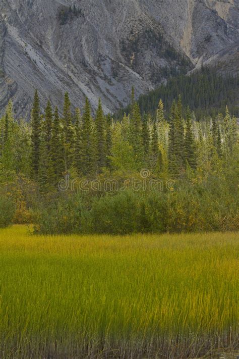 Marsh Grasses Boreal Forest And Rocky Mountains At Muncho Lake Stock