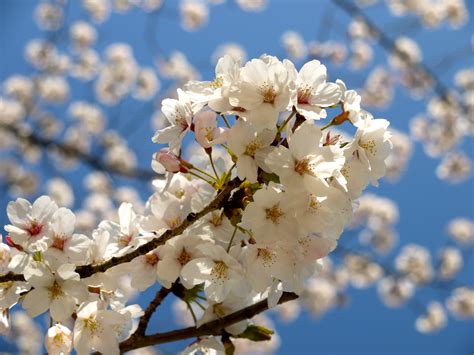 White Cherry Blossom In Close Up Photo Hd Wallpaper Wallpaper Flare