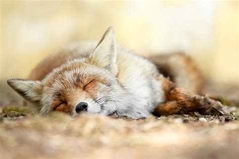 Sleeping Beauty Red Fox In Rest Photograph By Roeselien