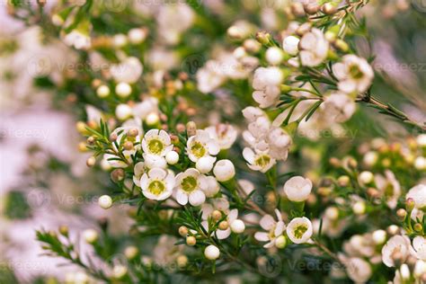 White Wax Flower In Natural Background 1252172 Stock Photo At Vecteezy