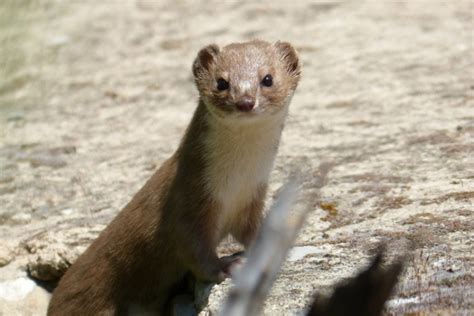 18 Things To Know Before Getting A Weasel As Pet Pet Keen