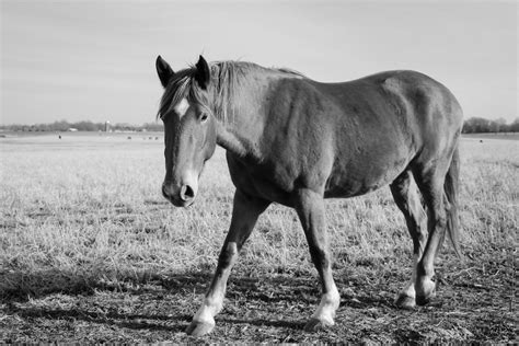 Horses 28 Jenna Weller Flickr