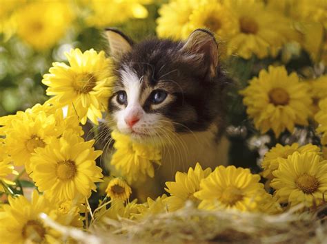 I Just Love Yellow Daisies Flowers Wallpaper Cat Wallpaper Spring