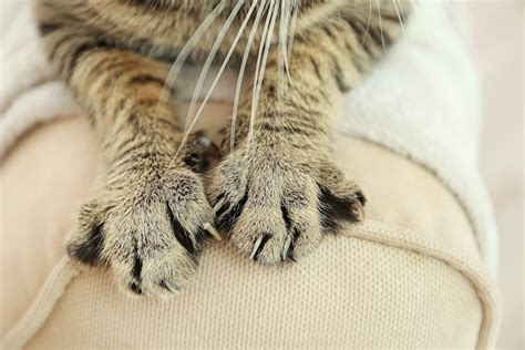 What Happens When You Declaw A Cat Heres Why You Should Stay Away