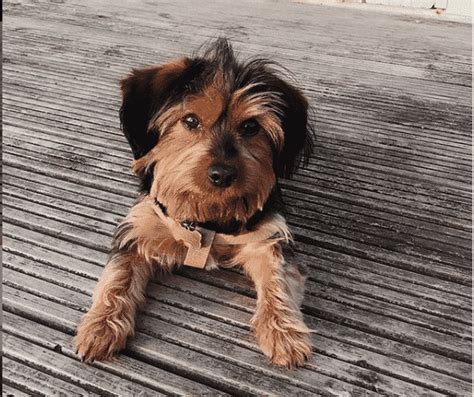 Dachshund Yorkie Mix The Ultimate Dorkie Guide