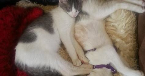 Spoiled Kittens Imgur