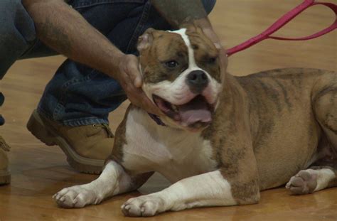 Prison Inmates Train Rescue Puppies To Help Veterans Rescue Puppies