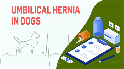 Umbilical Hernia In Dogs Types And Treatments Pet News Live