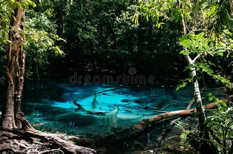 Natural Blue Pond In A Tropical Forest Stock Image Image Of Clean Clear 186211683