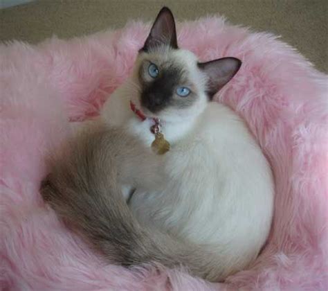 Balinese Cats Photos And Breed Information Balinese Cat Pretty Cats