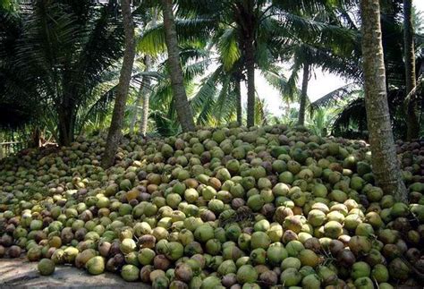 Pacific Coast Fruit Cos Young Thai Coconuts