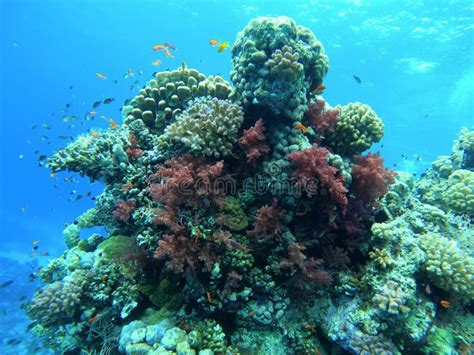 Colorful Corals And Small Exotic Fishes At The Bottom Of The Red Sea In