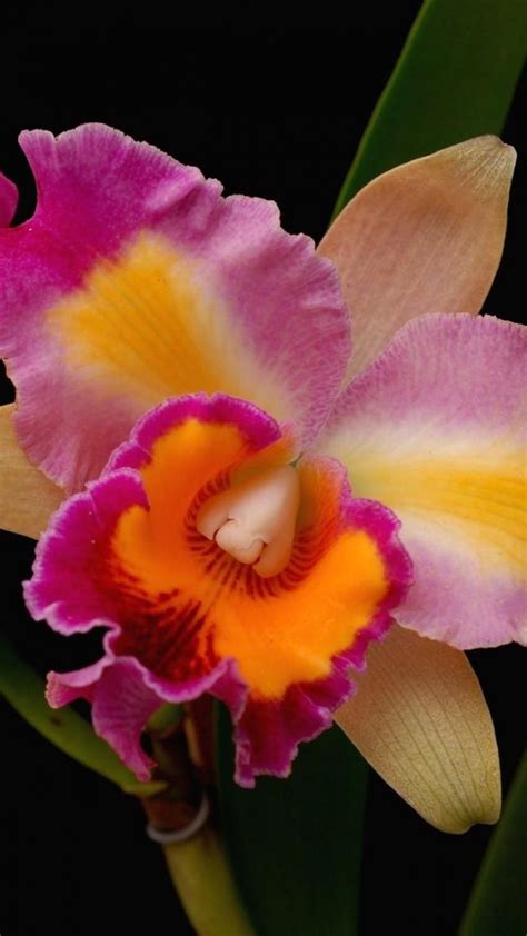 Orchids Flowers Close Up Bright Orchid Flower Amazing Flowers