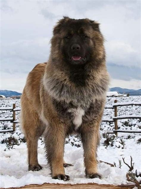 ovcharka caucasian shepherd dog leonberger dog caucasian mountain dog
