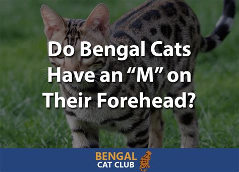 We'll begin by saying that just because a cat has spots or marbling in its fur, this doesn't automatically mean it's a bengal! Grey Tabby Bengal Cat - Cat's Blog