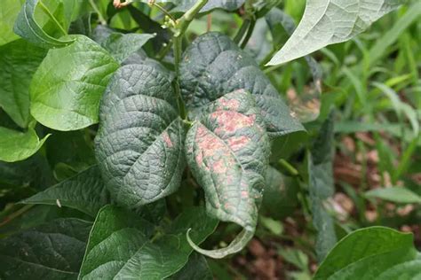 White Spots On Green Bean Leaves Root Causes Solutions