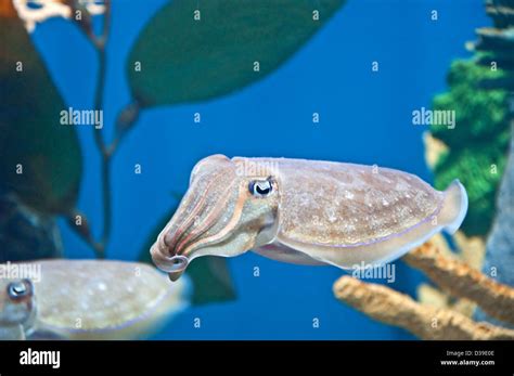 This Is A Pharaoh Cuttlefish Swimming In An Aquarium And Looking