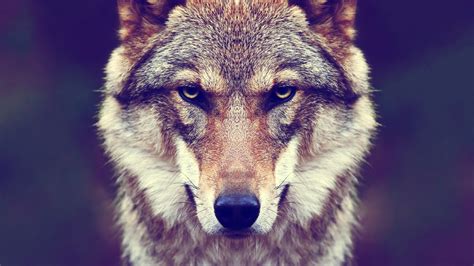 If you're in search of the best wolf wallpapers, you've come to the right place. animals, Fur, Wolf, Nature Wallpapers HD / Desktop and ...