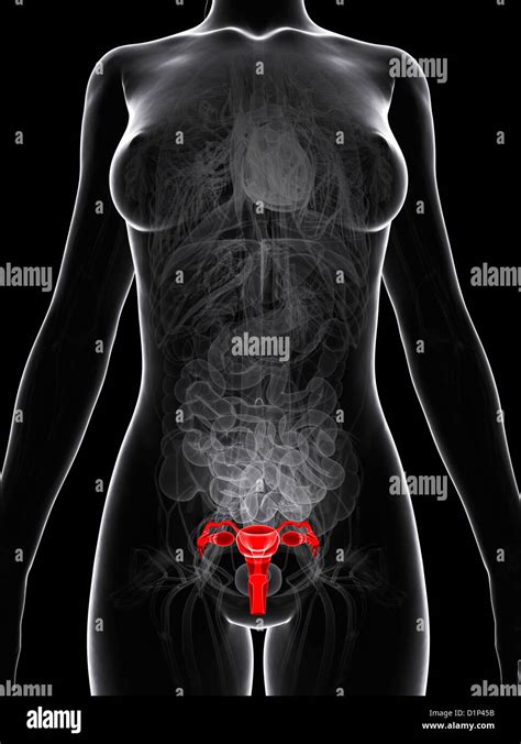 Anatoma Del Aparato Reproductor Femenino Imagen Muestra Pictures My
